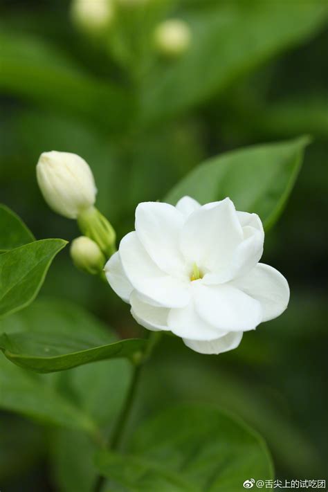 茉莉|茉莉花